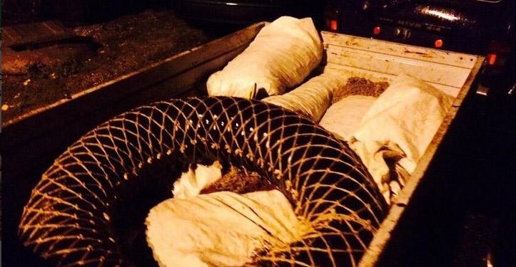 Неподалеку от Южного пограничники задержали браконьеров с 5 мешками мидий