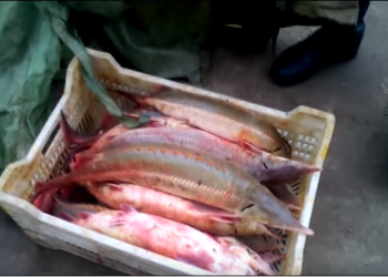 В Одесской области задержали двоих браконьеров, выловивших стерляди на 750 тыс. гривен