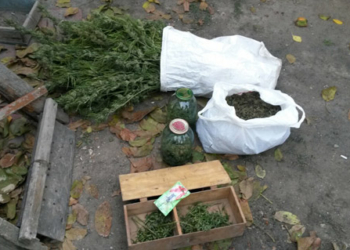 «Урожай» собран: у жителя Жовтневого района изъяли 3,5 кг канабиса и 6 кустов конопли