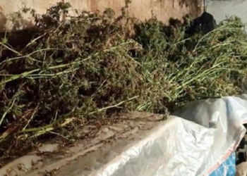 В Киеве пенсионер вырастил конопли на 3 млн. грн.