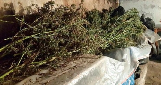 В Киеве пенсионер вырастил конопли на 3 млн. грн.