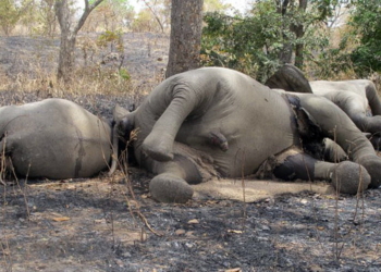 Браконьеры в парках Зимбабве отравили цианидом 14 слонов