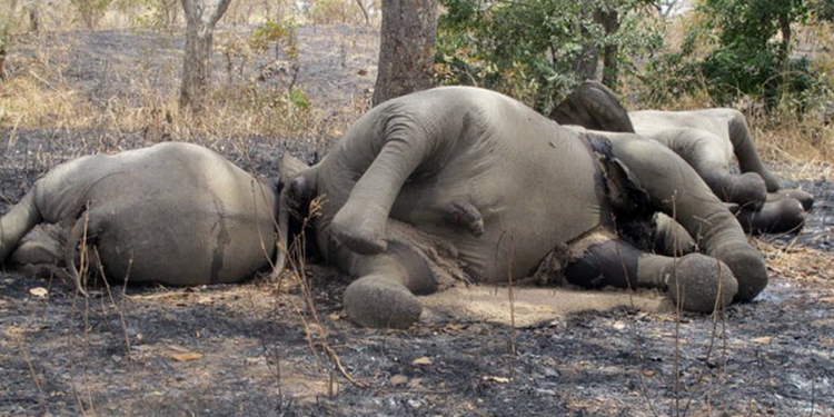 Браконьеры в парках Зимбабве отравили цианидом 14 слонов