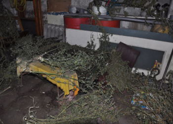 Пять килограммов канабиса хранил житель Николаева – говорит, что для собственного употребления