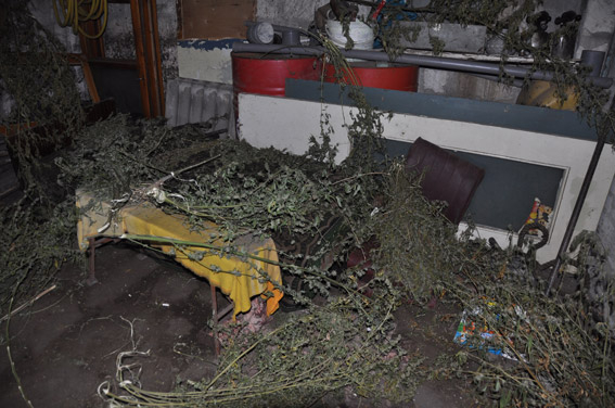 Пять килограммов канабиса хранил житель Николаева – говорит, что для собственного употребления