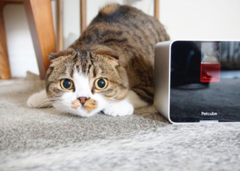 Украинский стартап Petcube начал продажи своего гаджета для домашних животных и в Украине