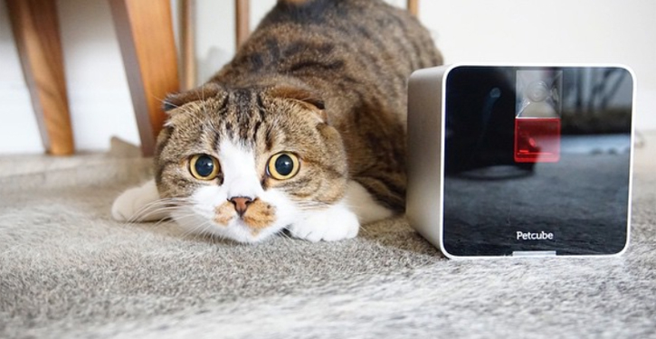 Украинский стартап Petcube начал продажи своего гаджета для домашних животных и в Украине