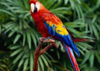 Первомаец пытался убедить милиционеров, что канабисом он кормит попугаев