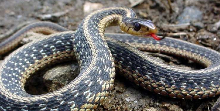 Ученые раскрыли тайну скольжения змей