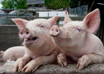 Совсем близко. В Одесской области зафиксирована африканская чума