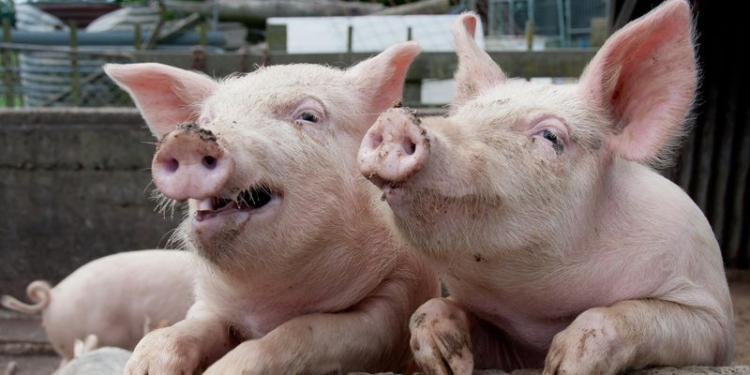 Совсем близко. В Одесской области зафиксирована африканская чума