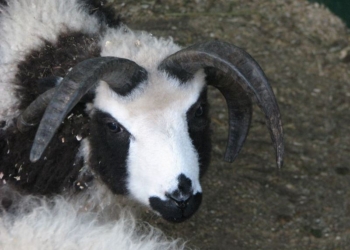 «Два рога растут как у овцы, а два – как у козы»: в Николаевский зоопарк приехали овцы святого Якова