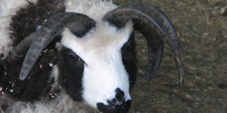 «Два рога растут как у овцы, а два – как у козы»: в Николаевский зоопарк приехали овцы святого Якова