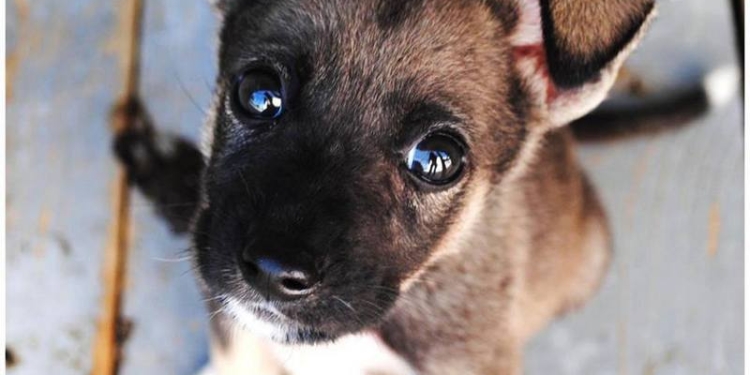 «Не покупай! Сотни животных гибнут на улицах!»: КП «Центр защиты животных» приглашает николаевцев на выставку-акцию