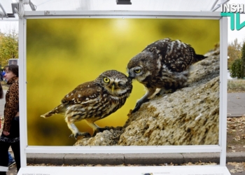 «Приходи на меня посмотреть»: в Николаеве под открытым небом работает анималистическая фотовыставка