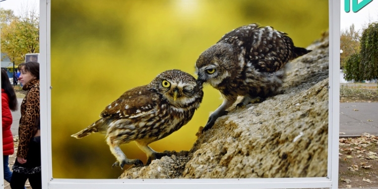 «Приходи на меня посмотреть»: в Николаеве под открытым небом работает анималистическая фотовыставка