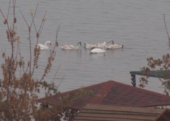 Николаевцы любуются семьей лебедей, приводнившейся на Намыве