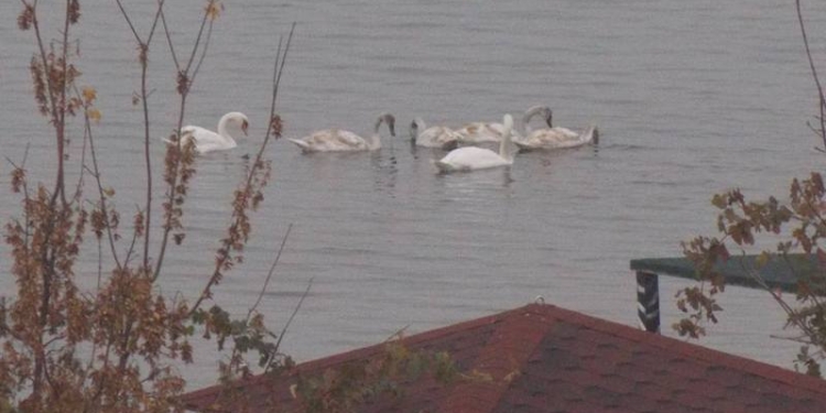 Николаевцы любуются семьей лебедей, приводнившейся на Намыве