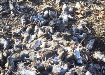 Волонтеры в Донбассе жалуются на нашествие крыс и мышей