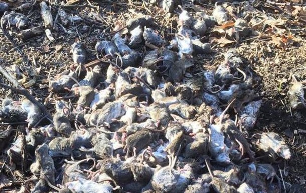 Волонтеры в Донбассе жалуются на нашествие крыс и мышей 1