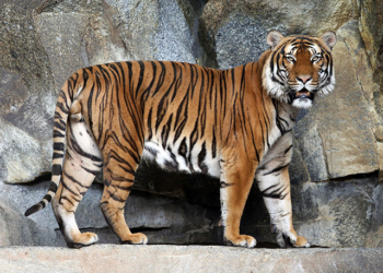 Кто на кого напал. В РФ расследуют убийство амурского тигра