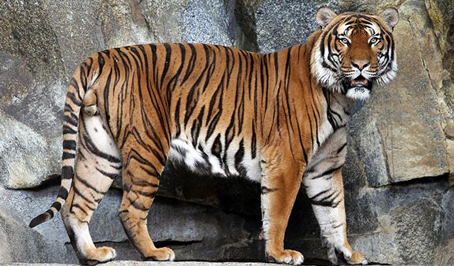 Кто на кого напал. В РФ расследуют убийство амурского тигра