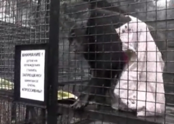 В Ялтинском зоопарке обезьянам выдали одеяла