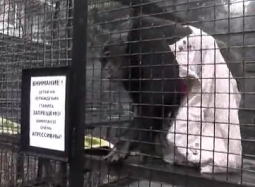 В Ялтинском зоопарке обезьянам выдали одеяла