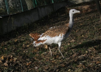 В Николаевский зоопарк приехали птицы из Межигорья