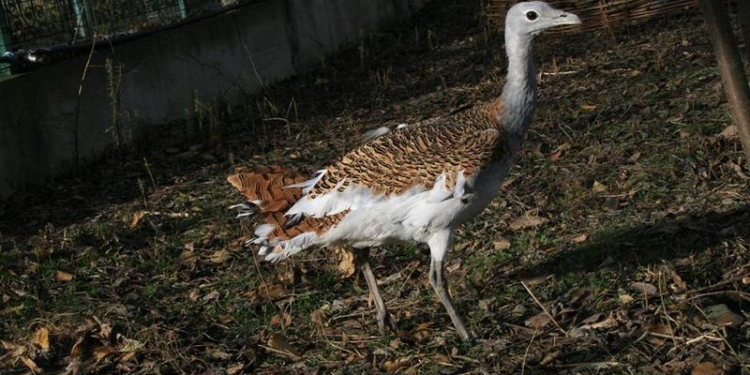 В Николаевский зоопарк приехали птицы из Межигорья