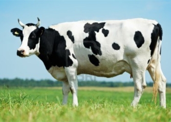 За украденную корову рассчиталась мать вора – отдала свою