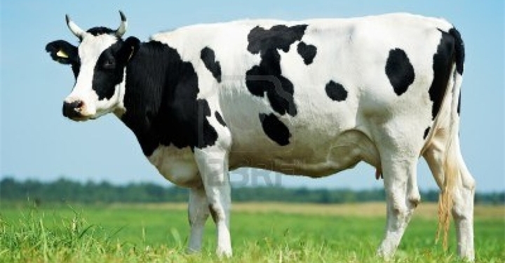 За украденную корову рассчиталась мать вора – отдала свою