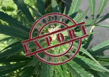 Украина увеличила экспорт семян конопли в 2,5 раза