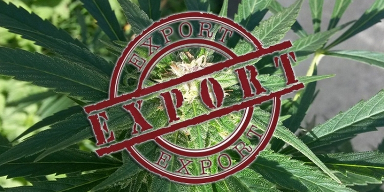 Украина увеличила экспорт семян конопли в 2,5 раза