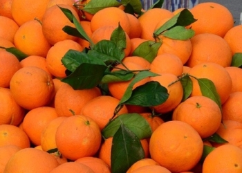 В России говорят о готовности отказаться от турецких продуктов