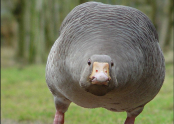 Стройными рядами: в Китае одна из скоростных магистралей была заблокирована 1300 гусями