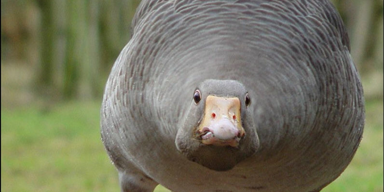 Стройными рядами: в Китае одна из скоростных магистралей была заблокирована 1300 гусями