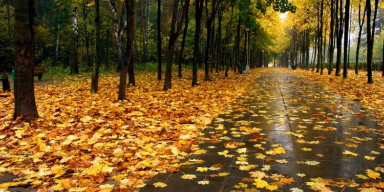 Погода на завтра: без существенных осадков и до -12 по Украине