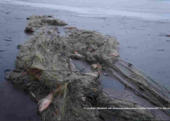 Жители Николаевской области сетями наловили рыбы на 100 тыс.грн.