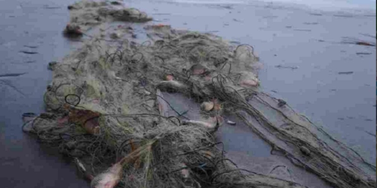 Жители Николаевской области сетями наловили рыбы на 100 тыс.грн.