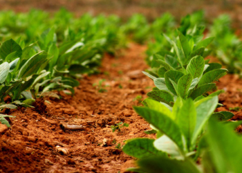 А табачок должен быть свой. Депутаты от БПП считают, что государство должно вмешаться в табачную отрасль