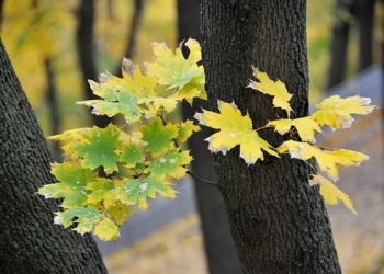 В ближайшие два дня в Украине сохранится прохладная и сухая погода