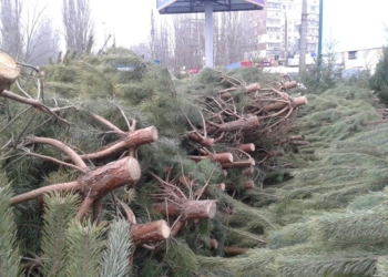 В Николаеве общественники объявили войну елочным браконьерам