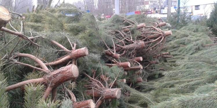В Николаеве общественники объявили войну елочным браконьерам