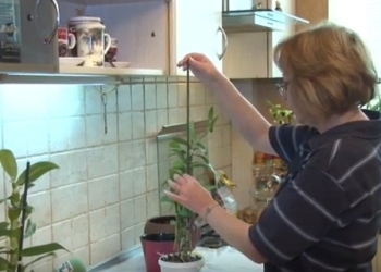 Размножаем орхидеи “детками”