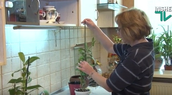 Размножаем орхидеи “детками”