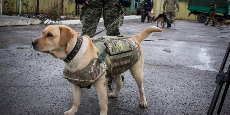 На Луганщине собак, охраняющих государственную границу, одели в бронежилеты