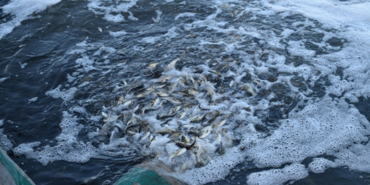 В центре Николаева прошло зарыбление – в Южный Буг запустили более 2 тонн малька рыбы