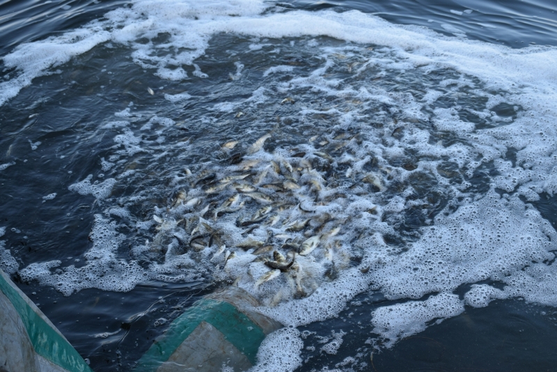 В центре Николаева прошло зарыбление – в Южный Буг запустили более 2 тонн малька рыбы 5