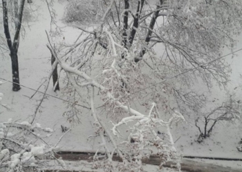 Последствия сильного снегопада в Харькове: упало боле 500 деревьев, есть перебои с электричеством